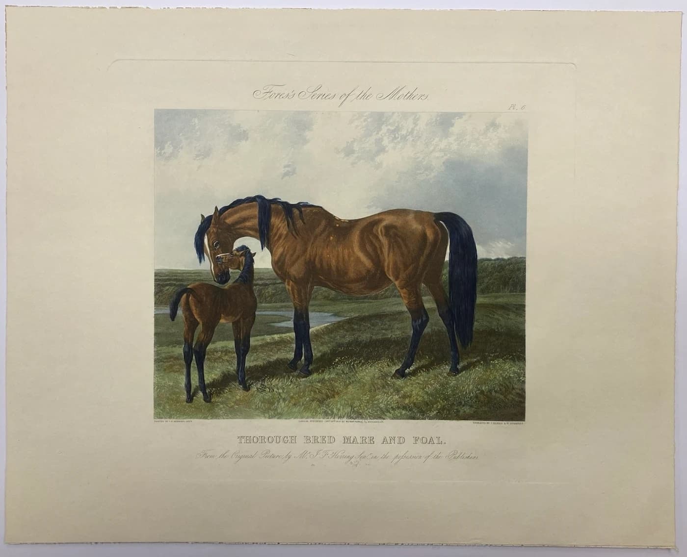Thorough Bred Mare and Foal