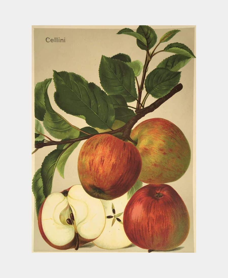 Pommes Cellini