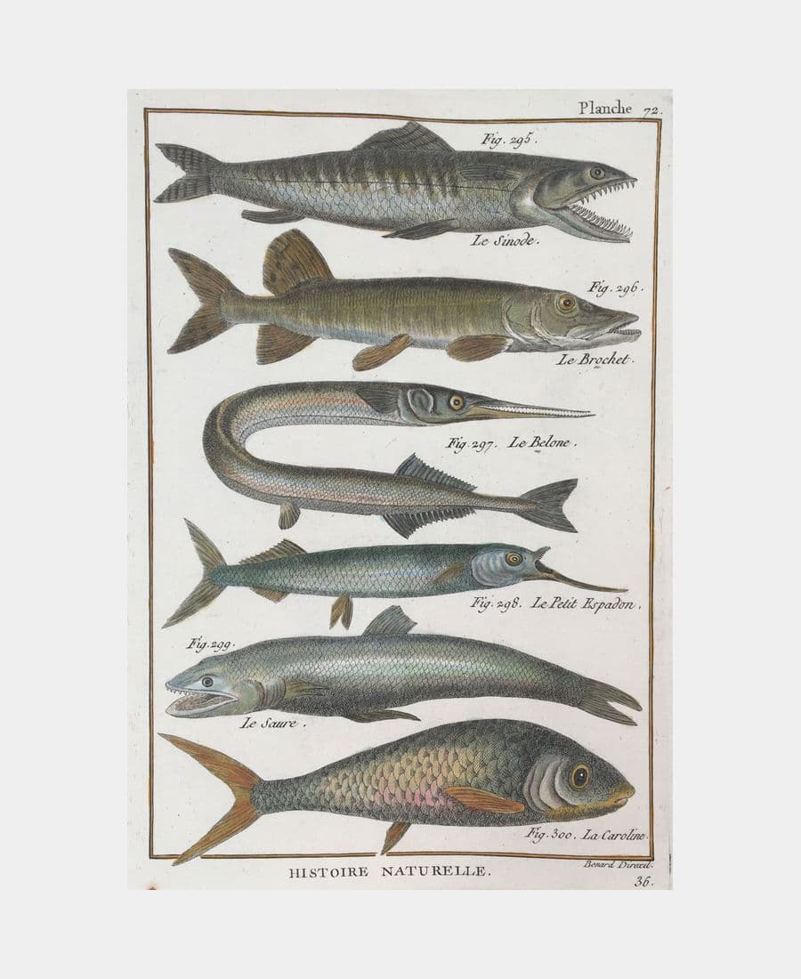 Histoire naturelle. Le Sinode.