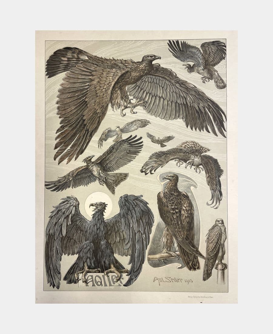 Aqila (aigle)