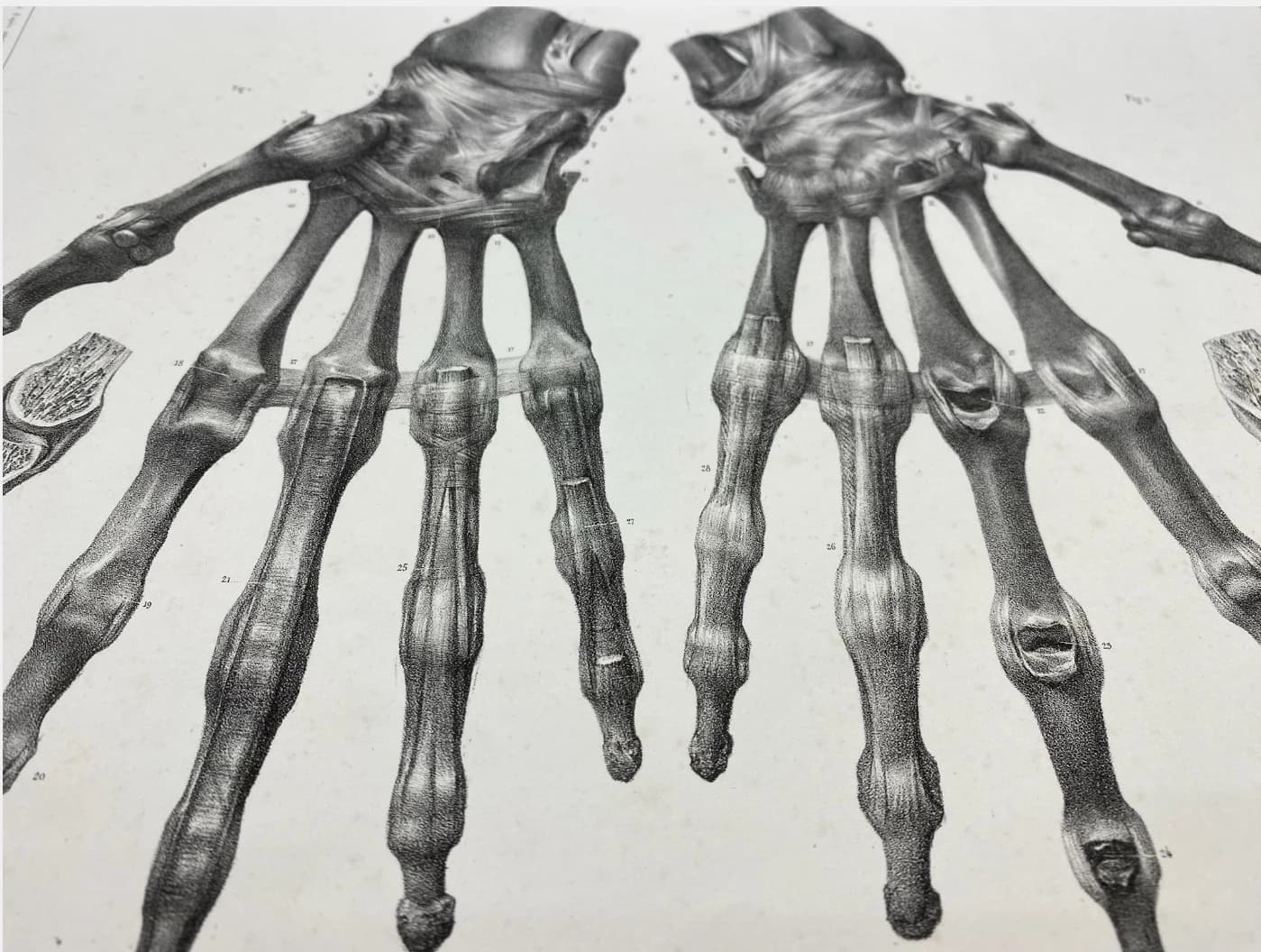 Anatomie des mains