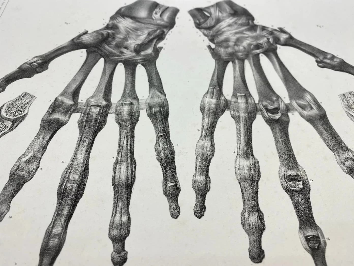 Anatomie des mains