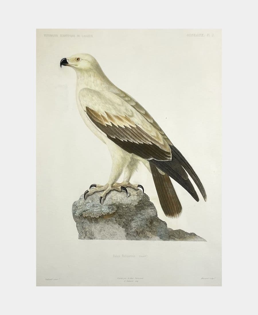 Falco Belisarius
