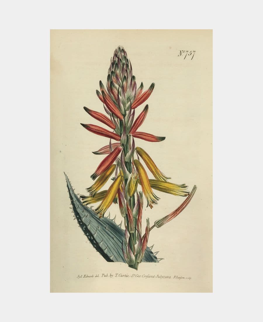 Aloe Humilis