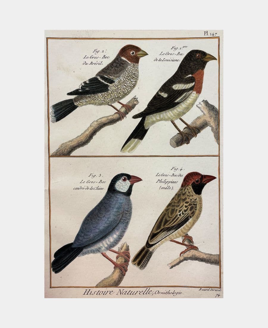 Histoire naturelle, Ornithologie. Le Gros-Bec du Brésil.