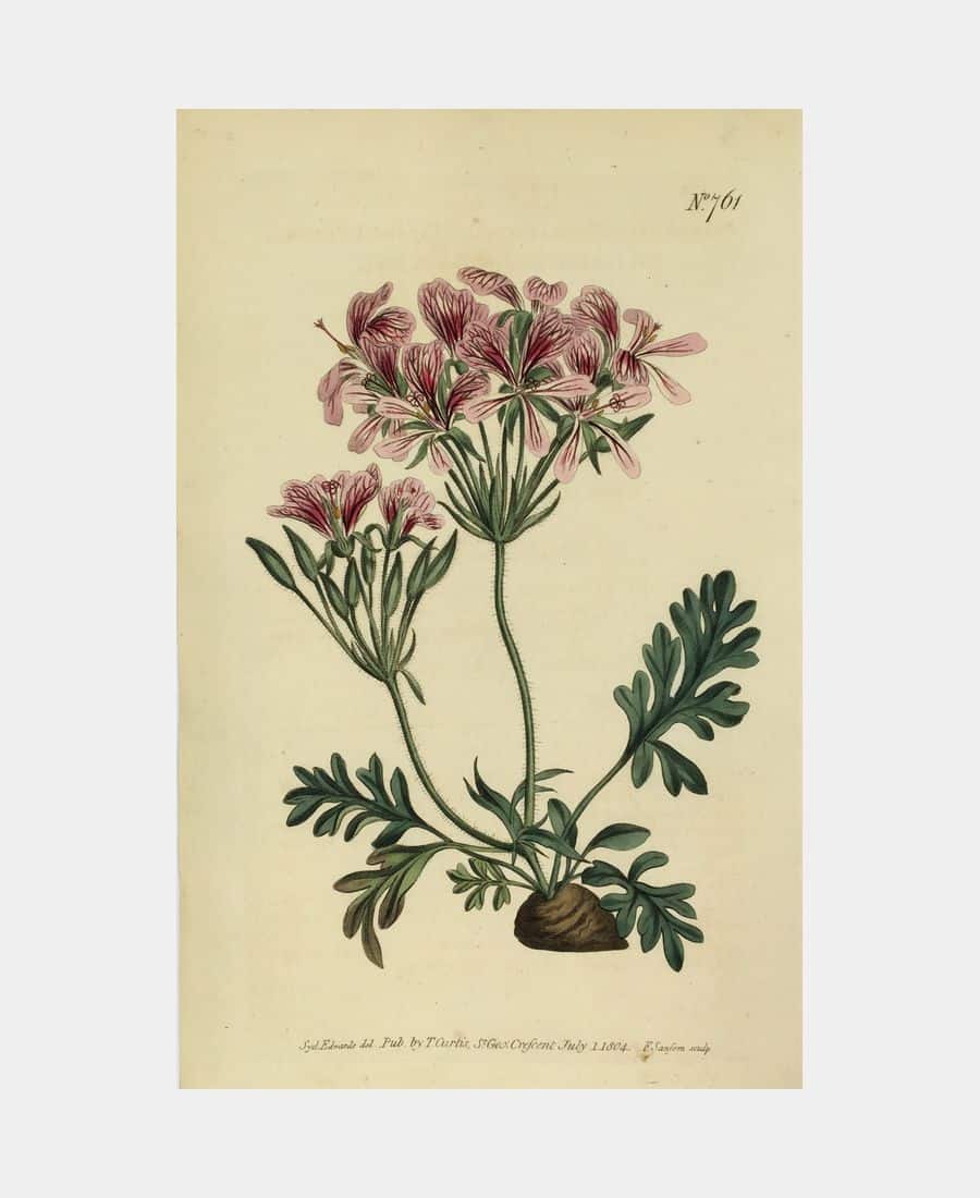 Pelargonium Incrassatum