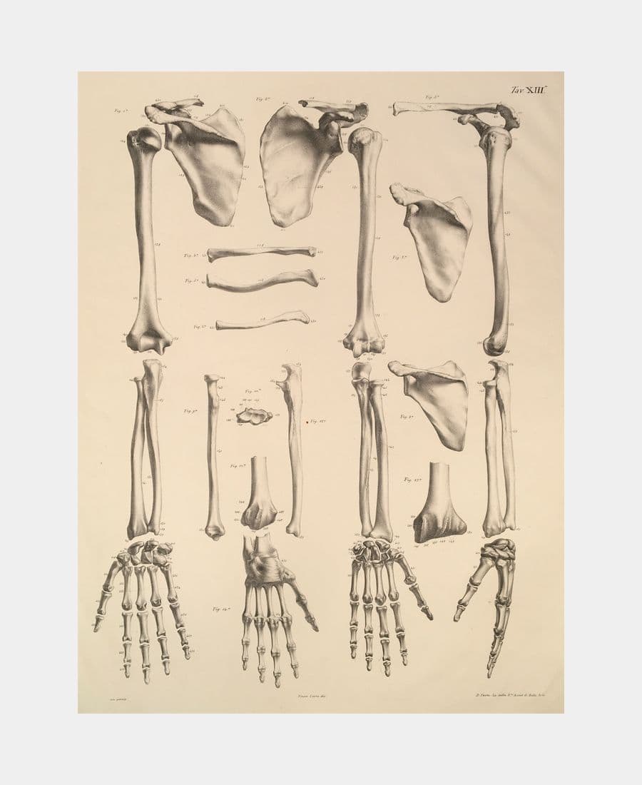 Planche d'anatomie : mains, bras…