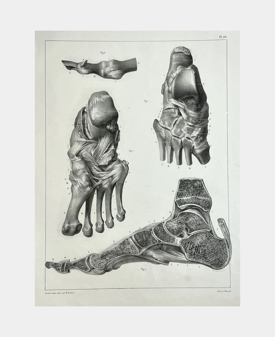 Planche d'anatomie : pieds