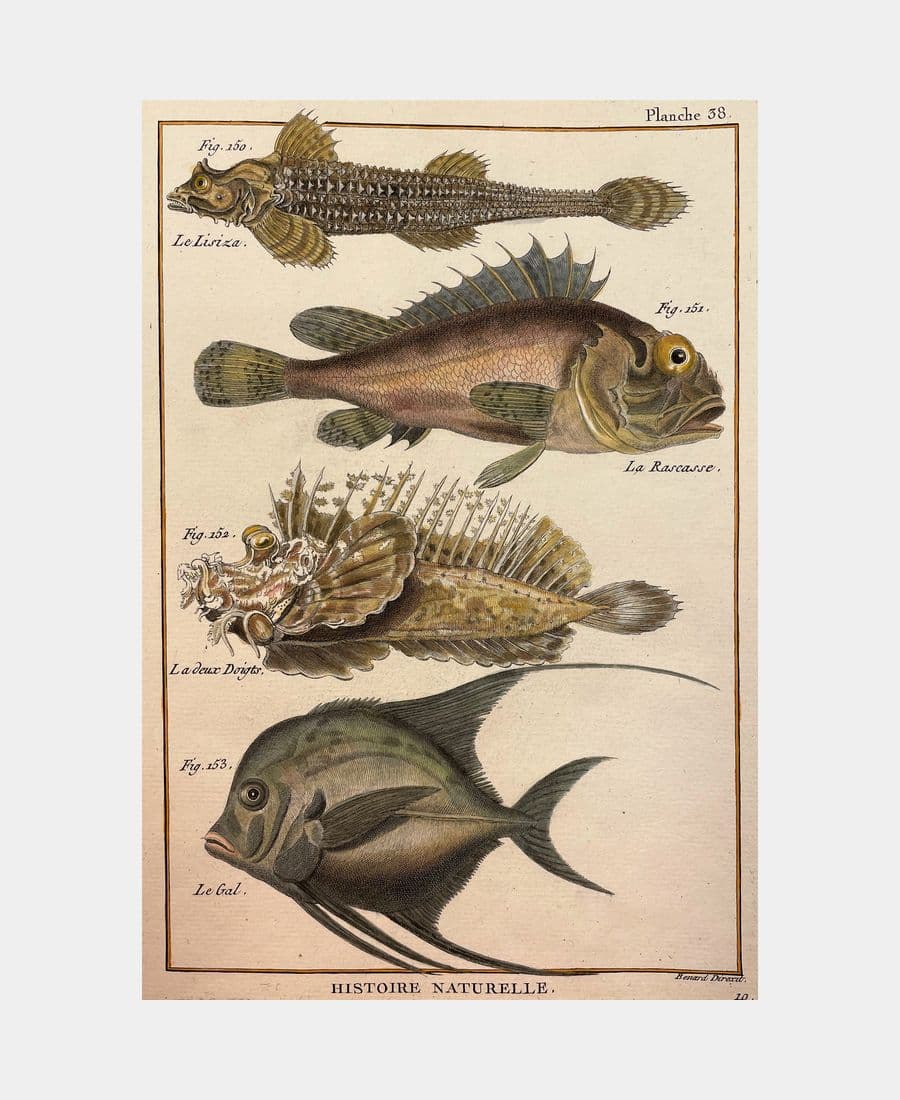 Histoire naturelle. Le Lisiza. La Rascasse.