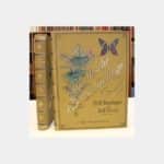 Exotische Schmetterlinge