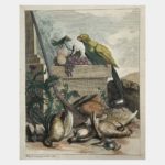 Still life with parrot and woodcock
