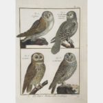 Histoire naturelle, Ornithologie. L'Effraie.