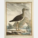 Le Combattant ou Paon de mer, en mue.