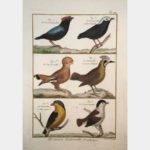 Histoire naturelle, Ornithologie. Le Grand Manakin