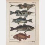 Natural history. Apron.