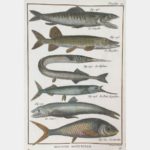 Natural history. The Sinode.