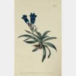 Gentiana Adscendeus