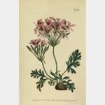 Pelargonium Incrassatum