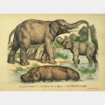 Elephants: the family toilet - Hippopotamus