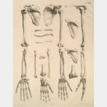 Planche d'anatomie : mains, bras…