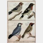 Natural history, Ornithology. The Grosbeak of Brazil.