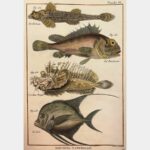 Natural history. The Lisiza. La Rascasse.