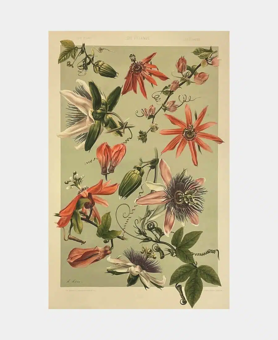 Les Plantes – Image 1