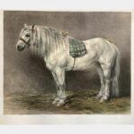 Breton horse