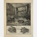 Castor. "Spuhr eines Bibers"