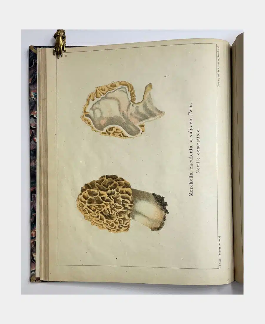 Les champignons comestibles du canton de Neuchâtel et les espèces vénéneuses avec lesquelles ils pourraient être confondus. – Image 3