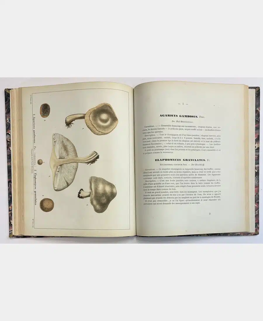Les champignons comestibles du canton de Neuchâtel et les espèces vénéneuses avec lesquelles ils pourraient être confondus. – Image 5