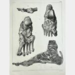 Planche d'anatomie : pieds