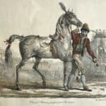 Cheval Romain préparé pour la course.