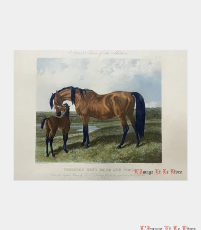 Thorough Bred Mare and Foal par Herring John Frederick - Photo principale