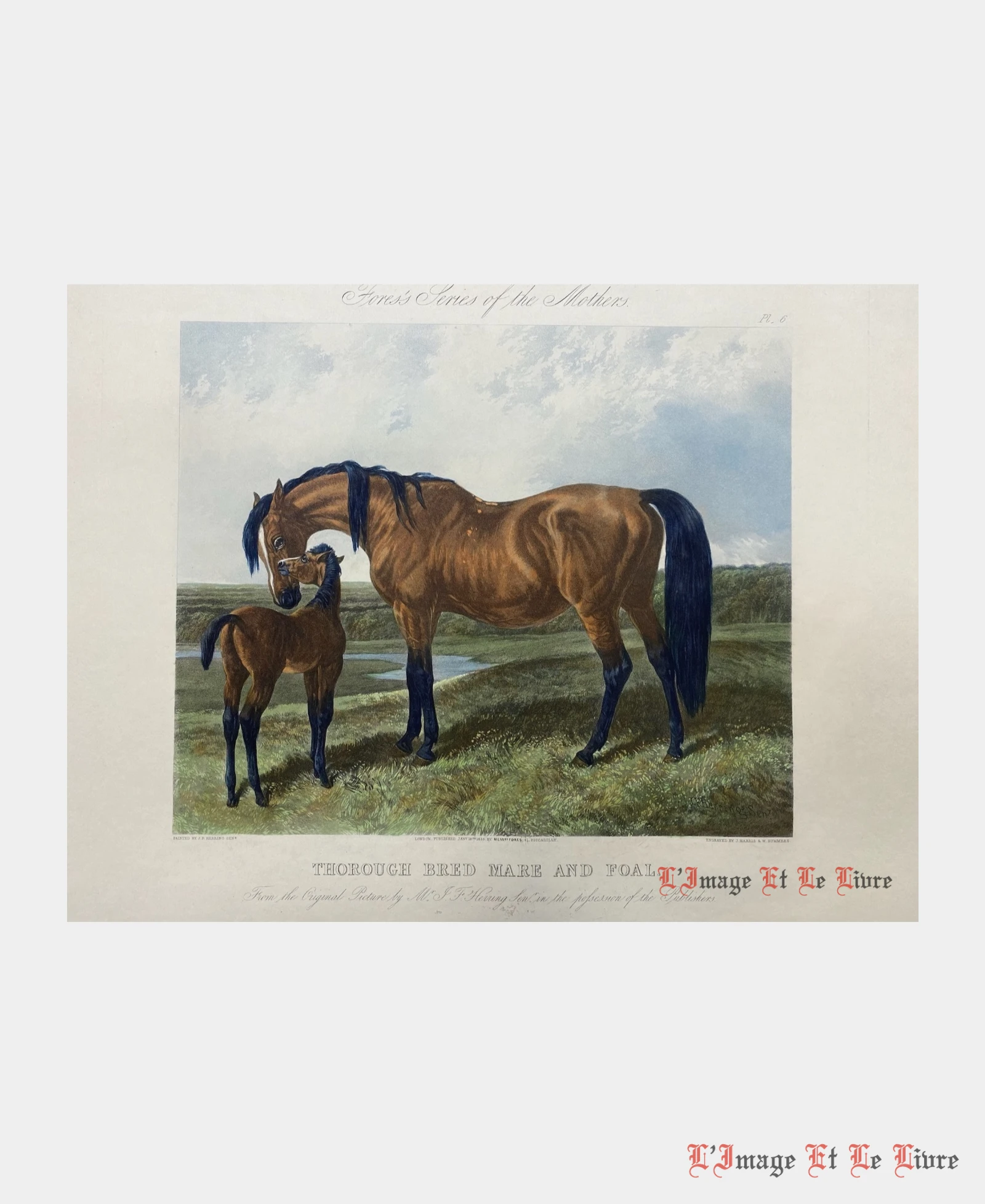 thorough-bred-mare-and-foal-herring-john-frederick-1.webp Thorough Bred Mare and Foal par Herring John Frederick - Photo principale